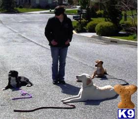 Used Dog Supplies for Sale
